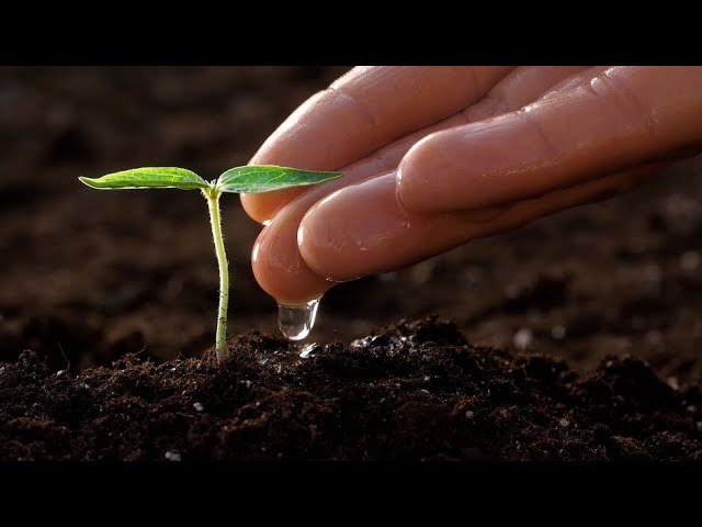 Prayer works! The mango story