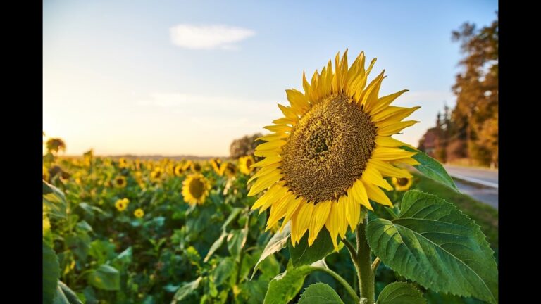 Suivre le soleil comme la fleur