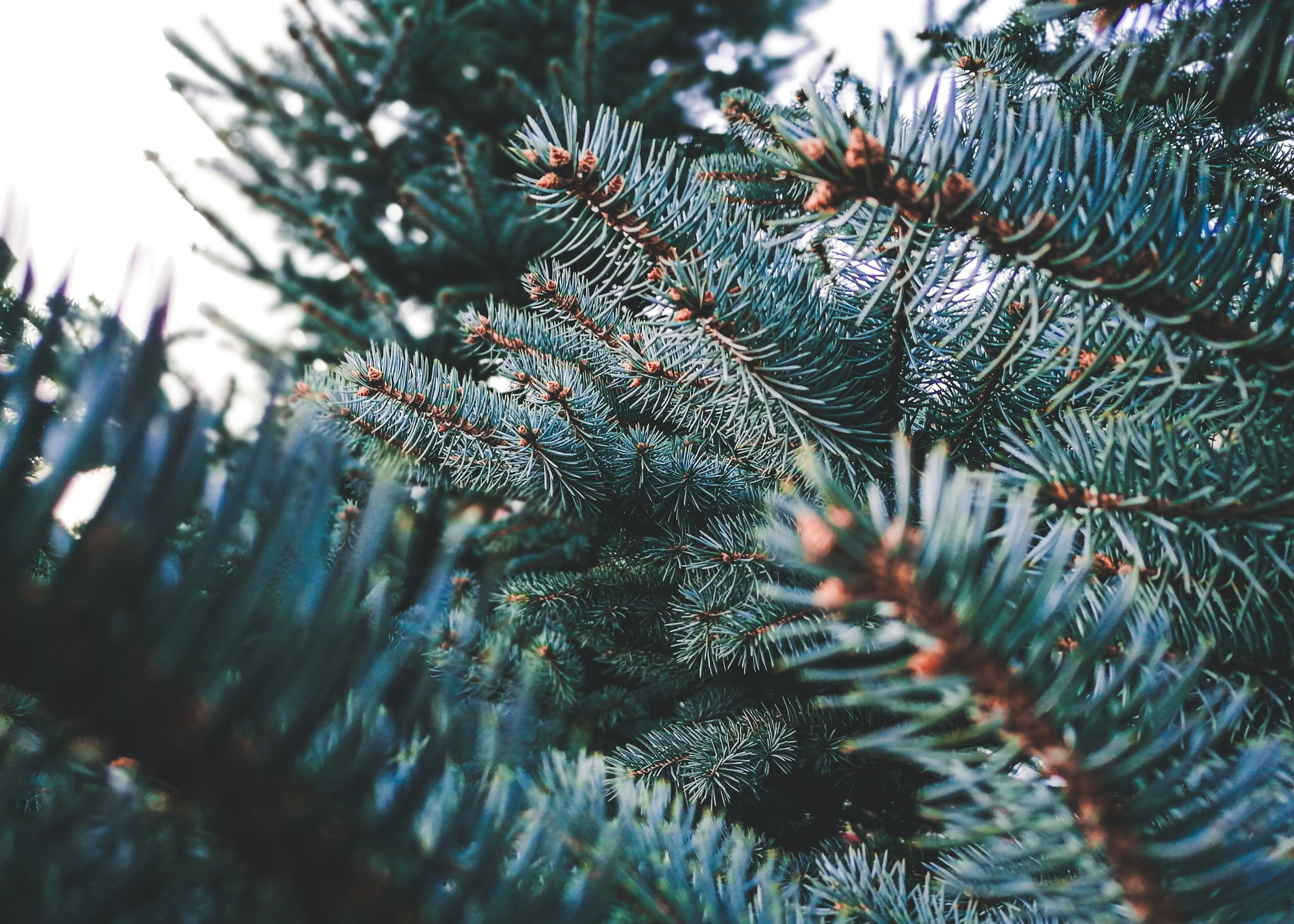 Pregled službi Božjih u prosincu 2025. – Novoapostolska Crkva