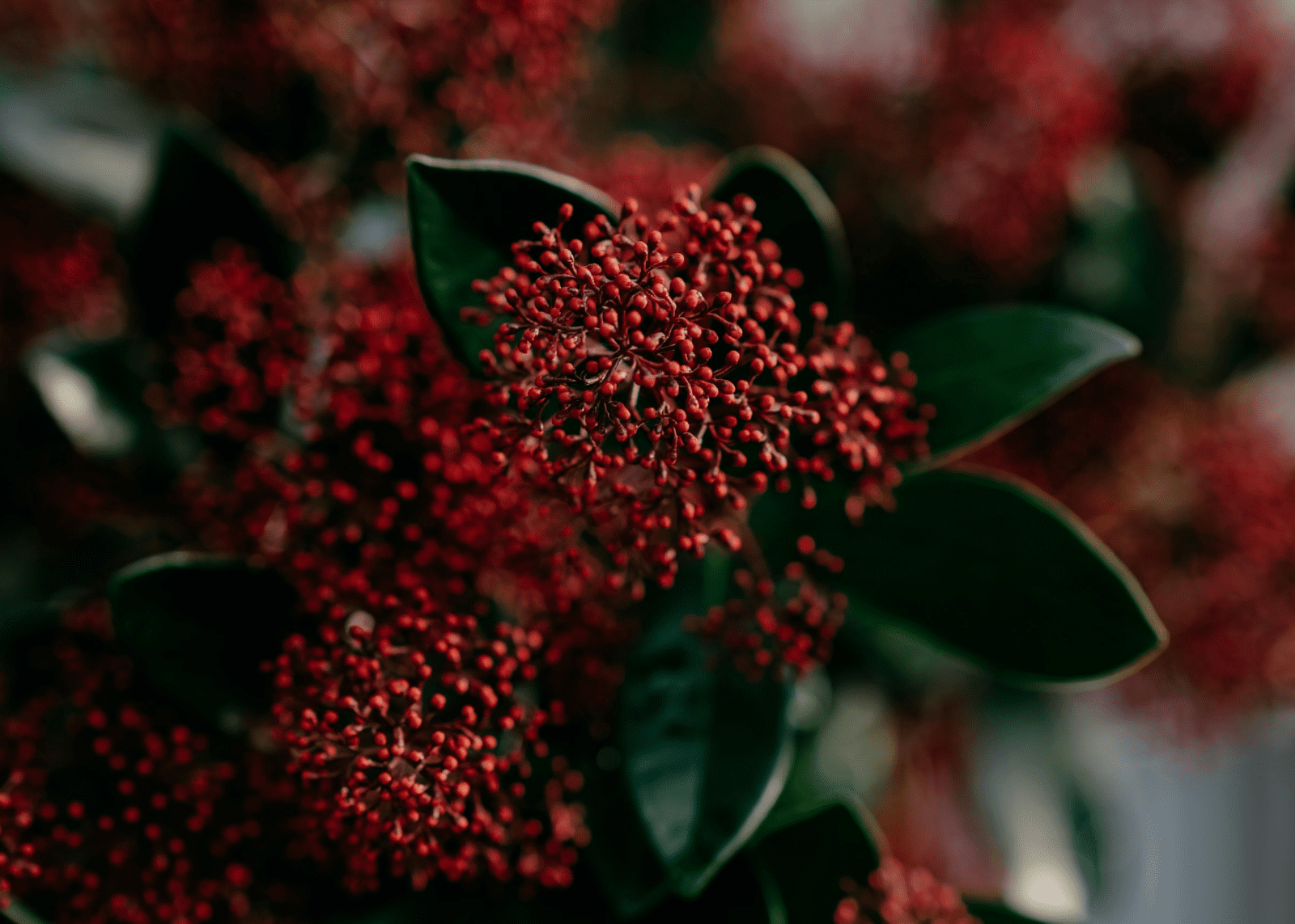 Pregled službi Božjih u studenome 2025. – Novoapostolska Crkva