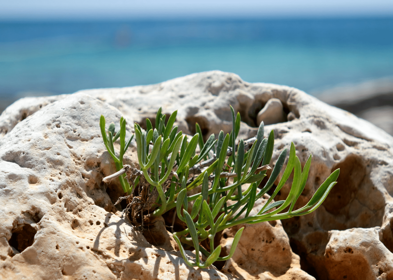 Pregled službi Božjih u kolovozu 2025. – Novoapostolska Crkva