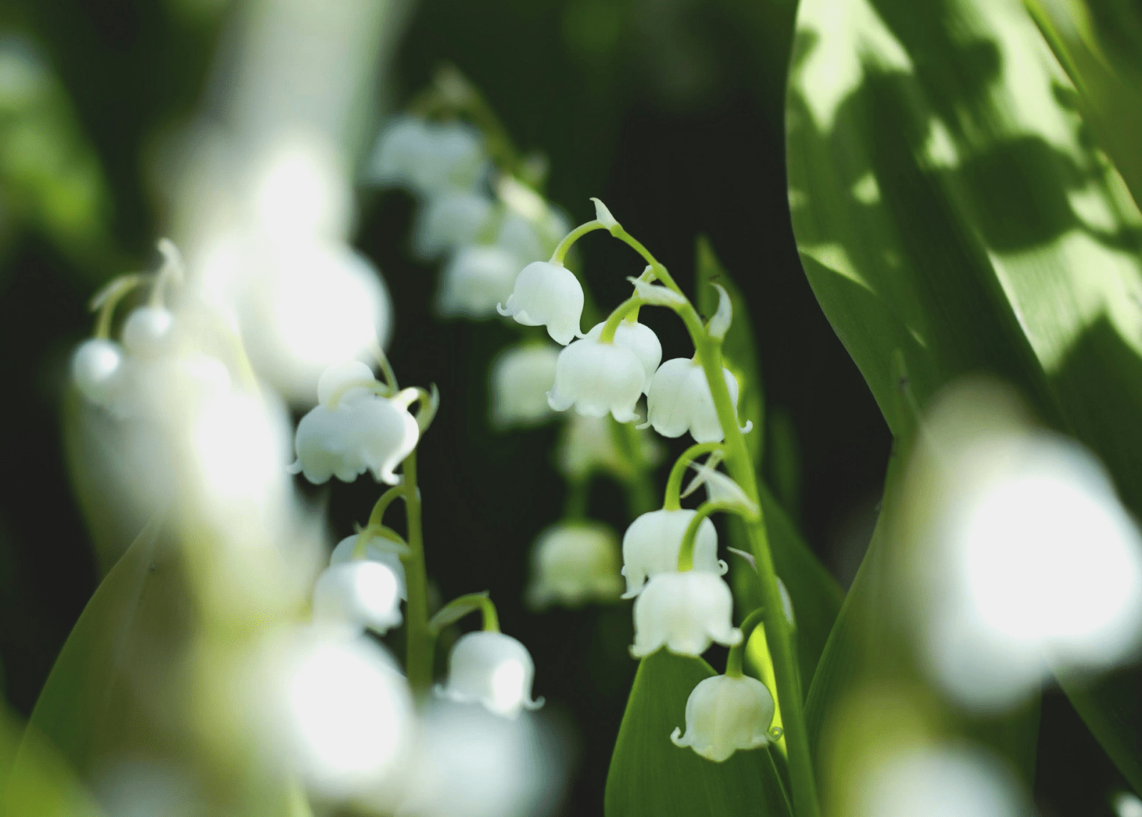 Pregled službi Božjih u svibnju 2025. – Novoapostolska Crkva