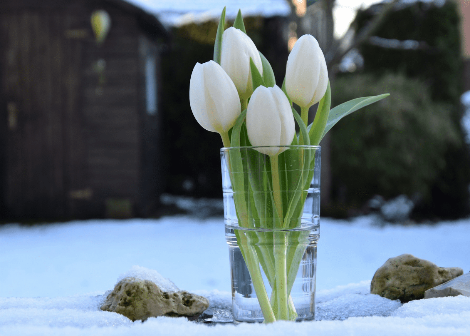 Pregled službi Božjih u ožujku 2025. – Novoapostolska Crkva