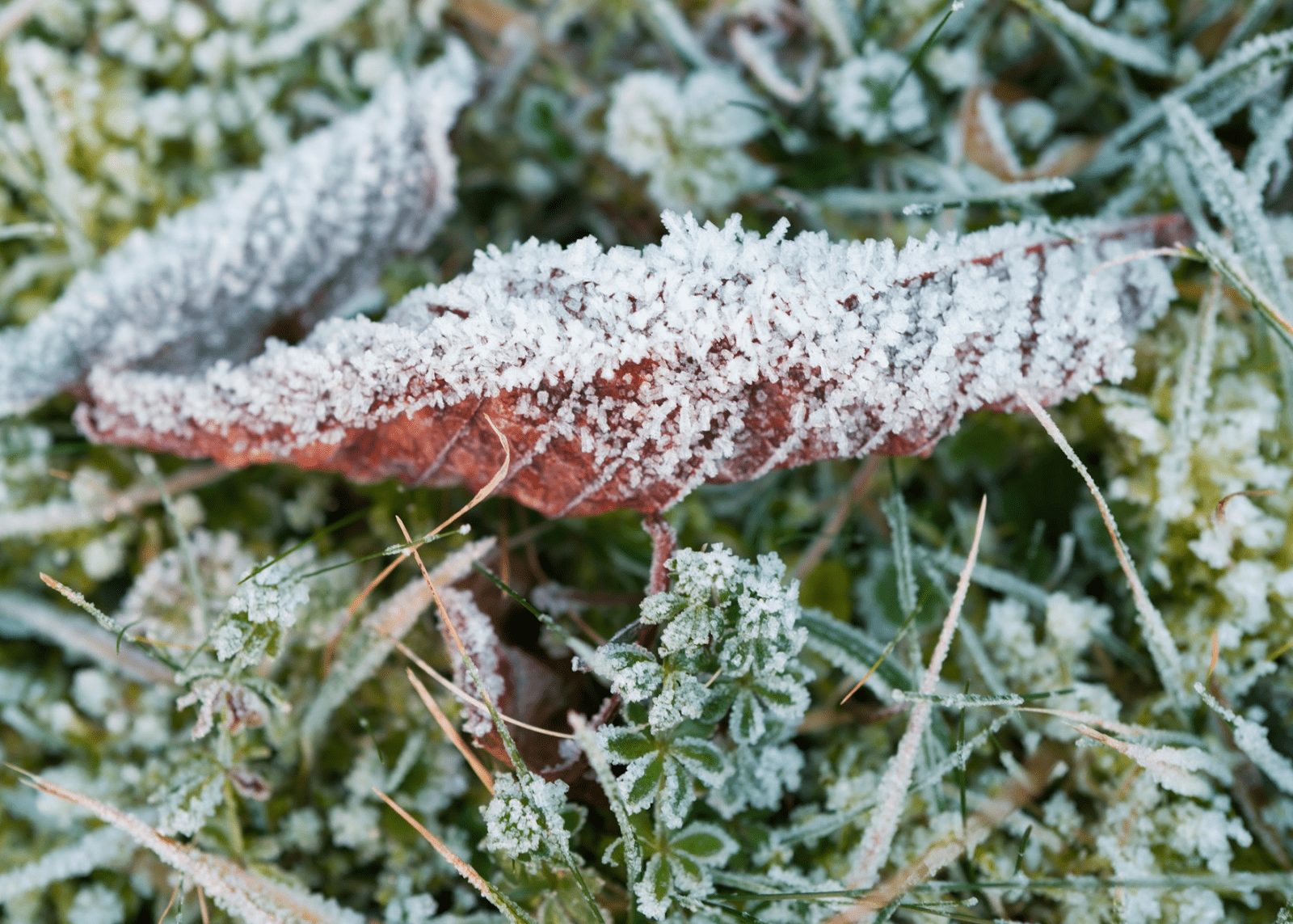 Pregled službi Božjih u siječnju 2025. – Novoapostolska Crkva