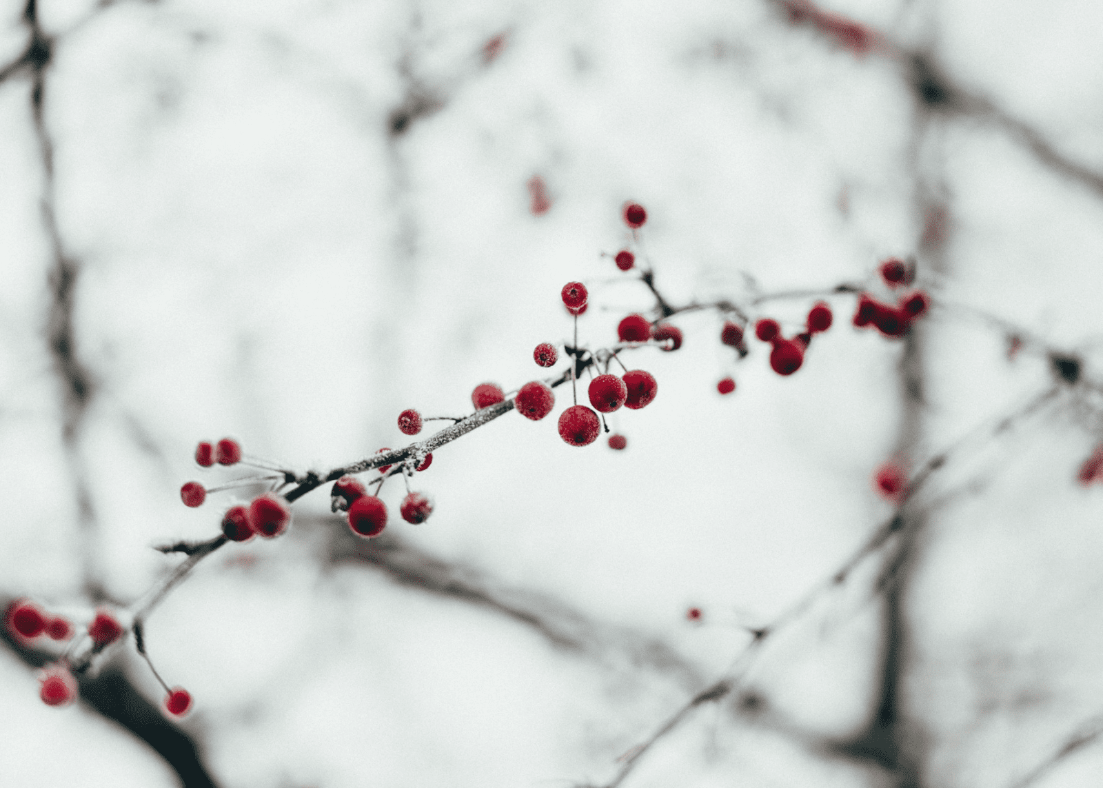 Pregled službi Božjih u prosincu 2024. – Novoapostolska Crkva