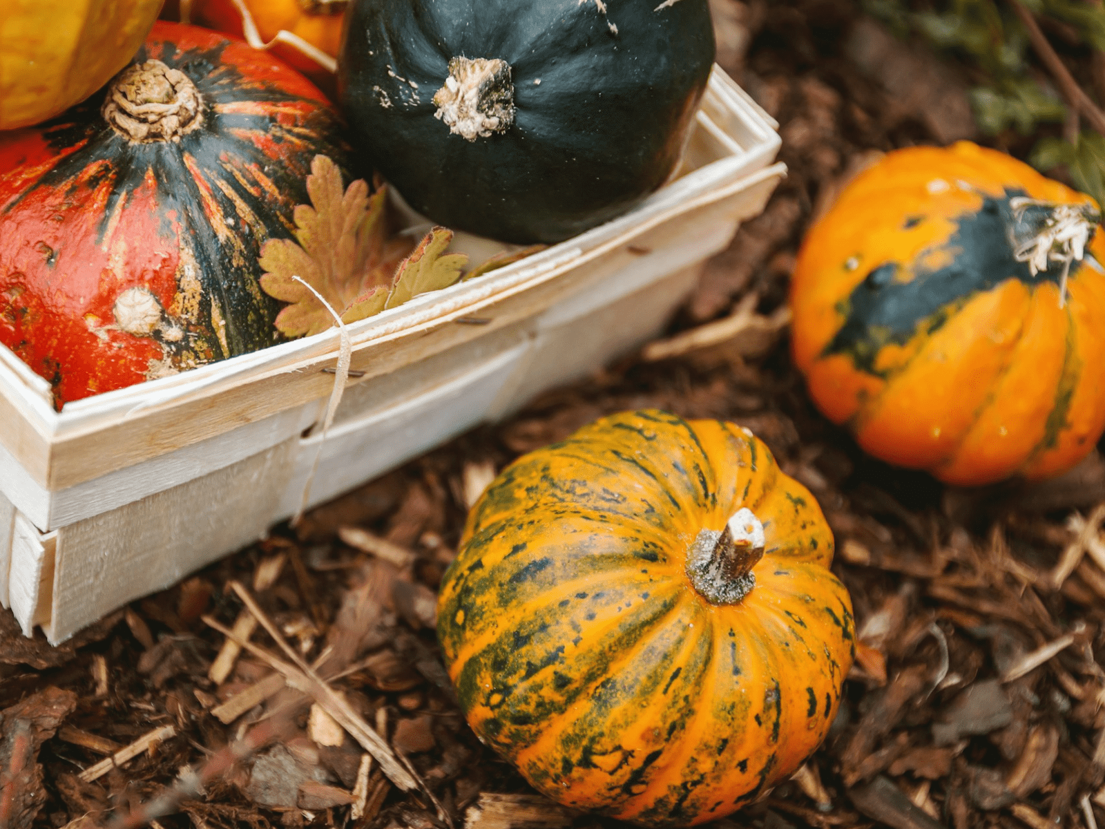 Pregled službi Božjih u studenome 2024. – Novoapostolska Crkva