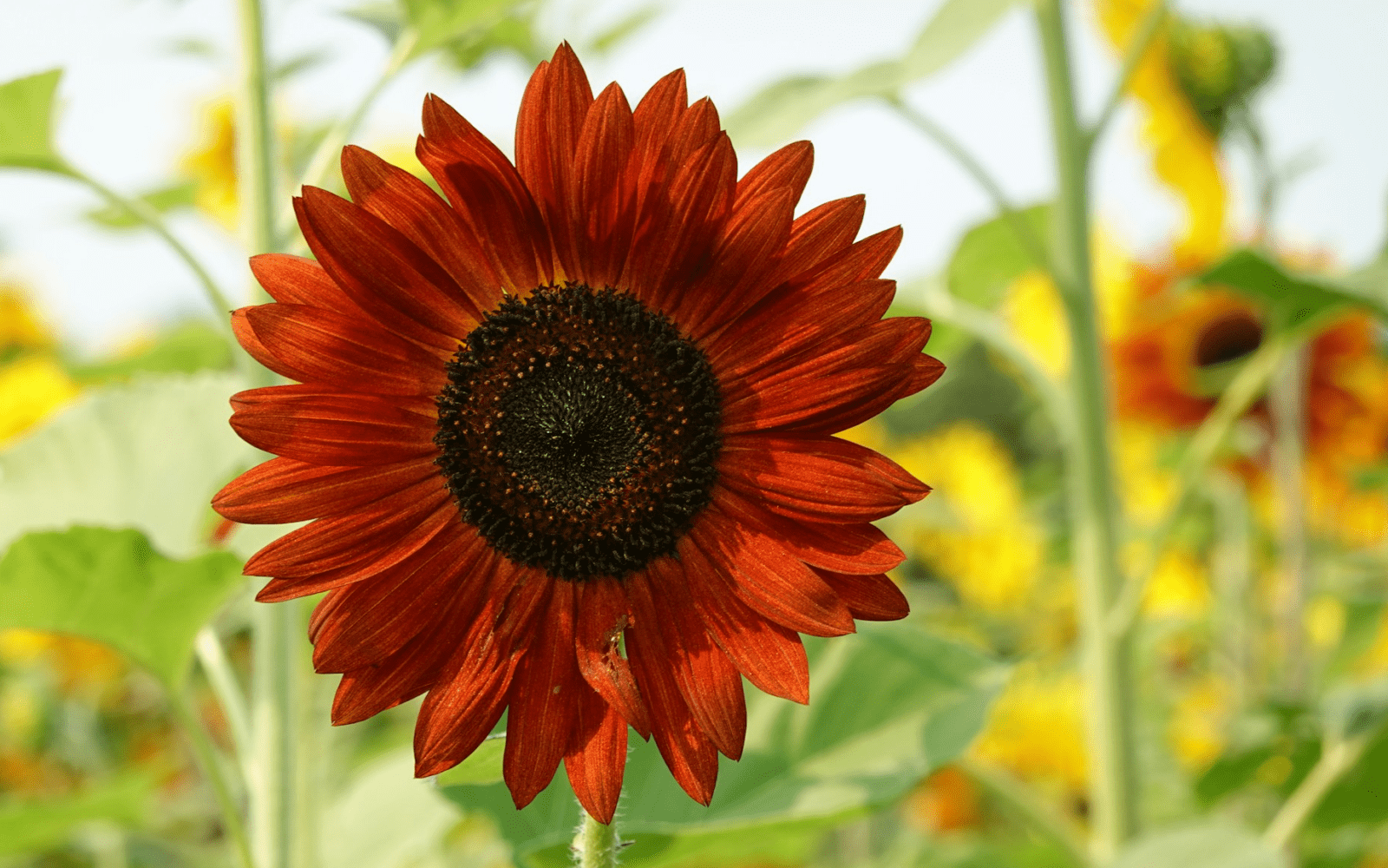 Pregled službi Božjih u kolovozu 2024. – Novoapostolska Crkva