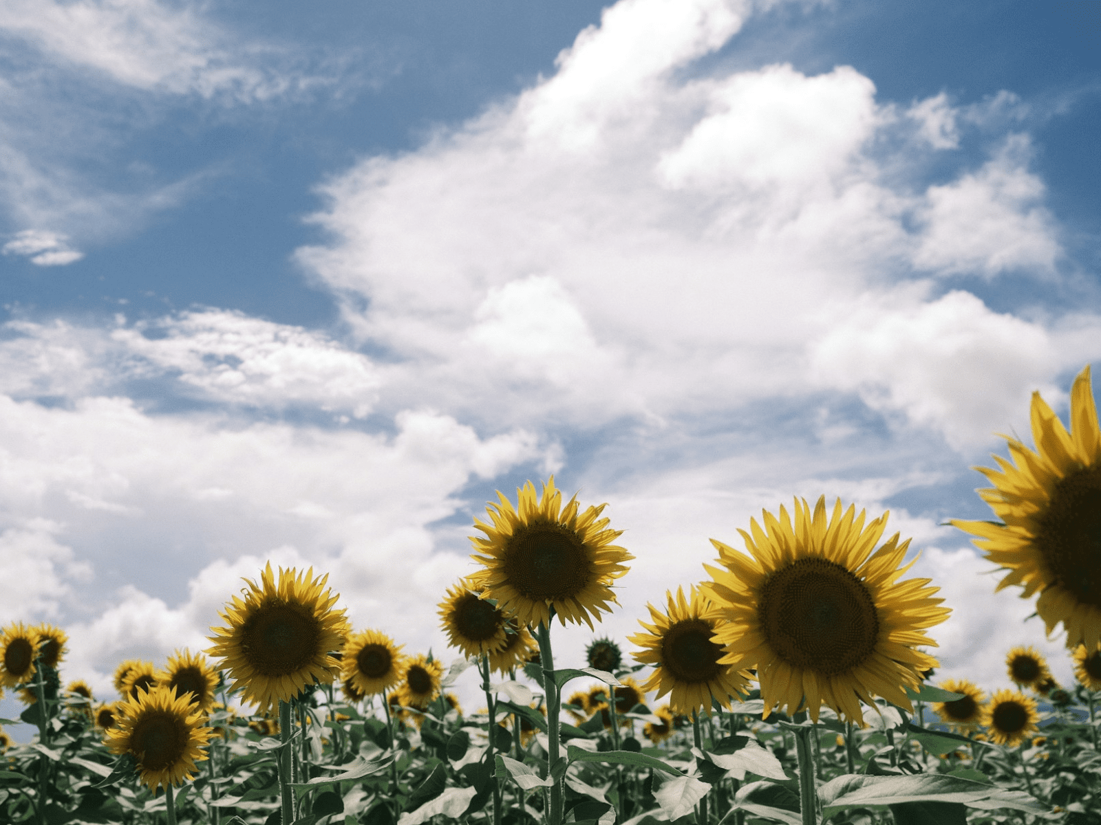 Pregled službi Božjih u srpnju 2024. – Novoapostolska Crkva