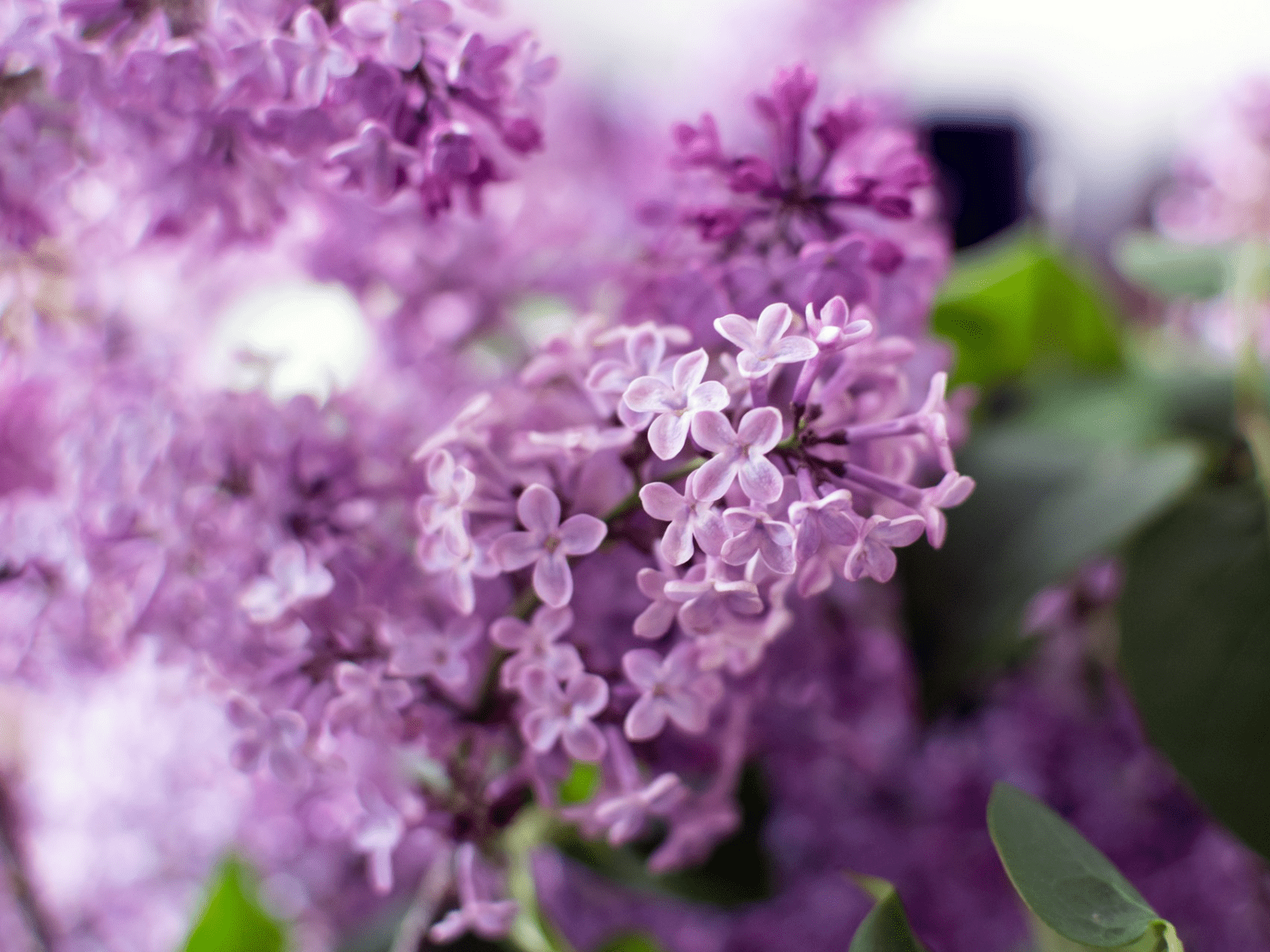 Pregled službi Božjih u svibnju 2024. – Novoapostolska Crkva