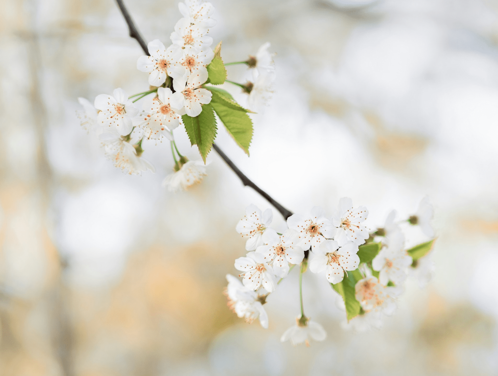 Pregled službi Božjih u travnju 2024. – Novoapostolska Crkva