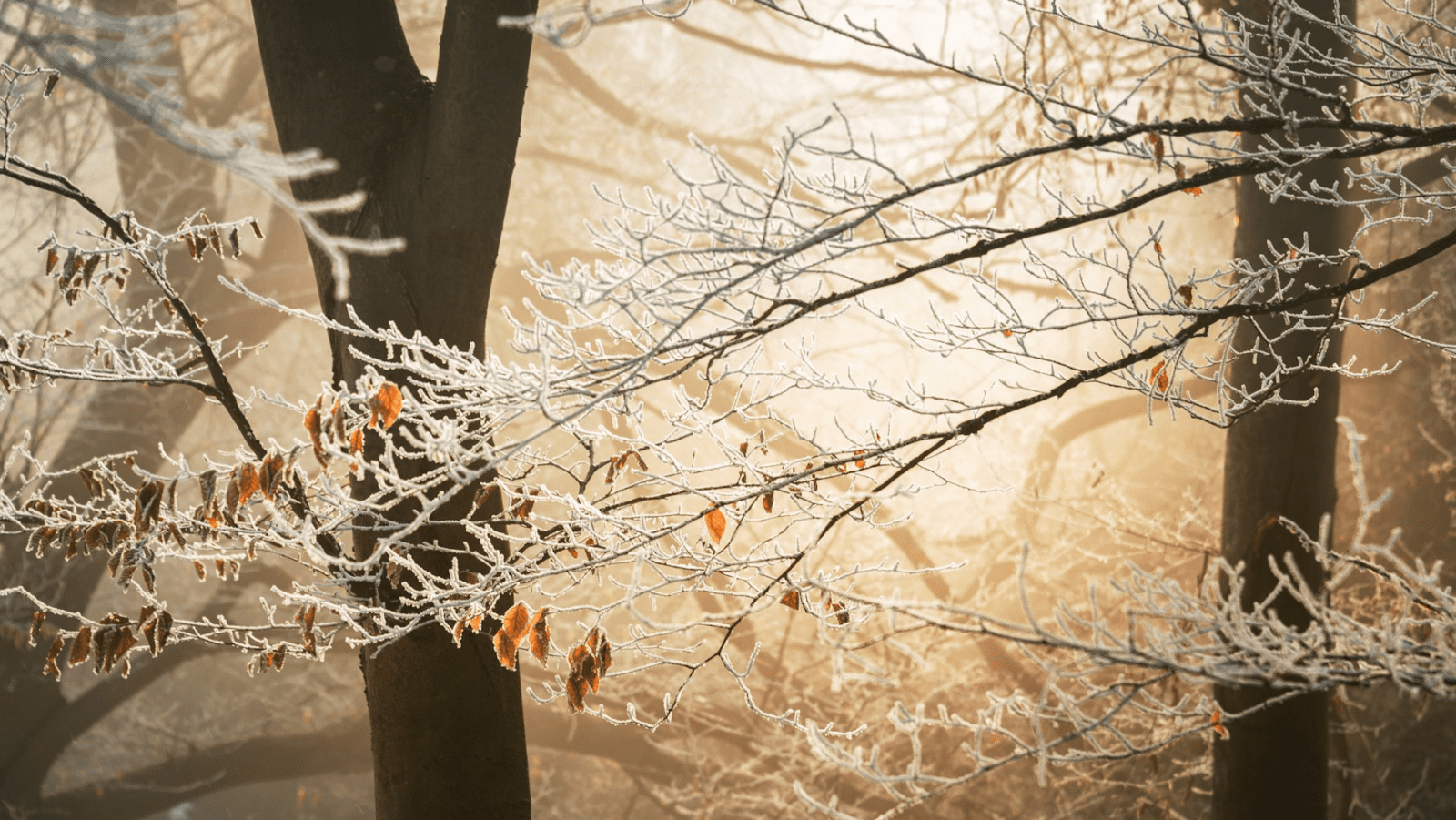 Pregled službi Božjih u veljači 2024. – Novoapostolska Crkva