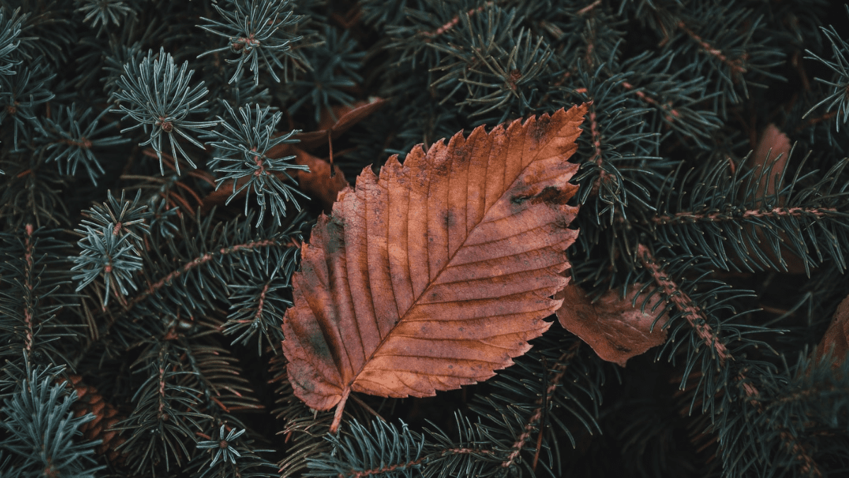 Pregled službi Božjih u studenome 2023. – Novoapostolska Crkva