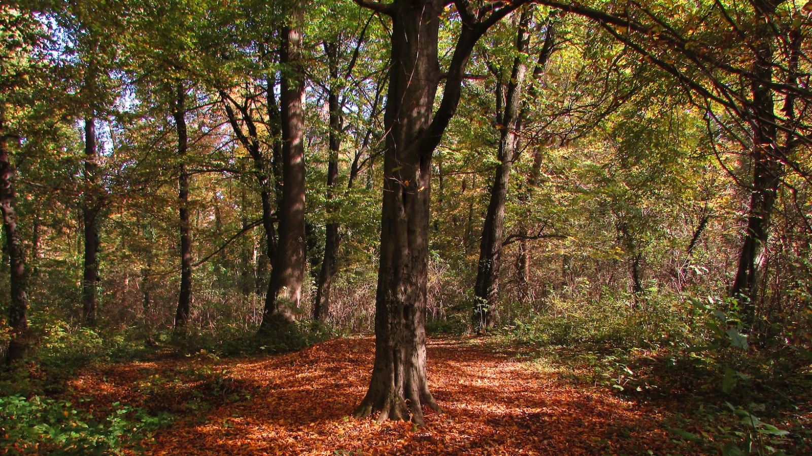 Pregled službi Božjih u rujnu 2023. – Novoapostolska Crkva