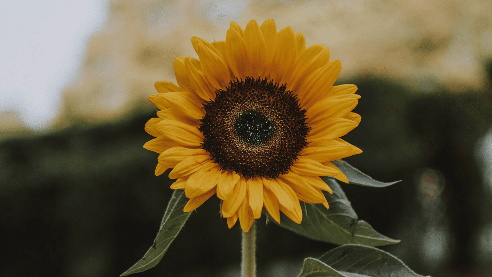 Pregled službi Božjih u kolovozu 2023. – Novoapostolska Crkva