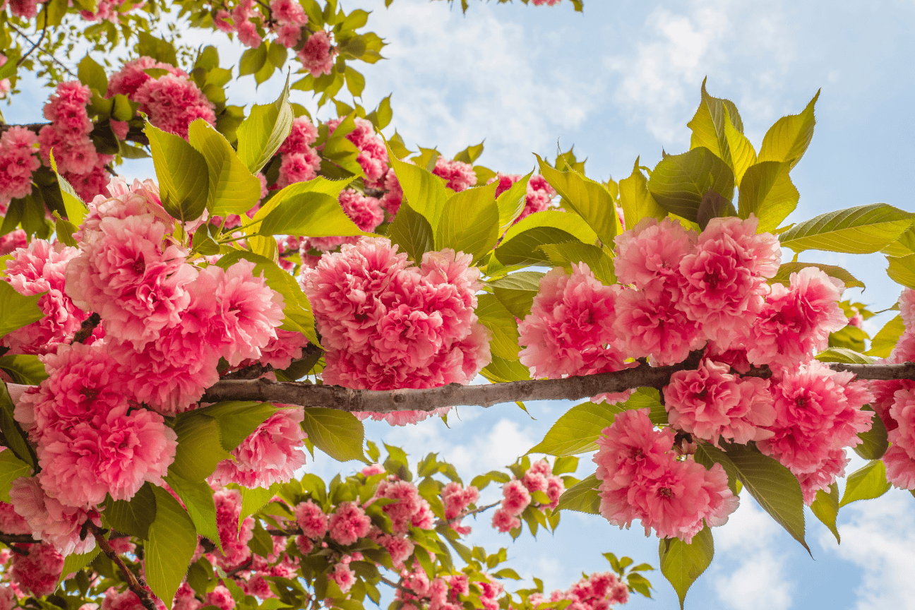 Pregled službi Božjih u svibnju 2023. – Novoapostolska Crkva