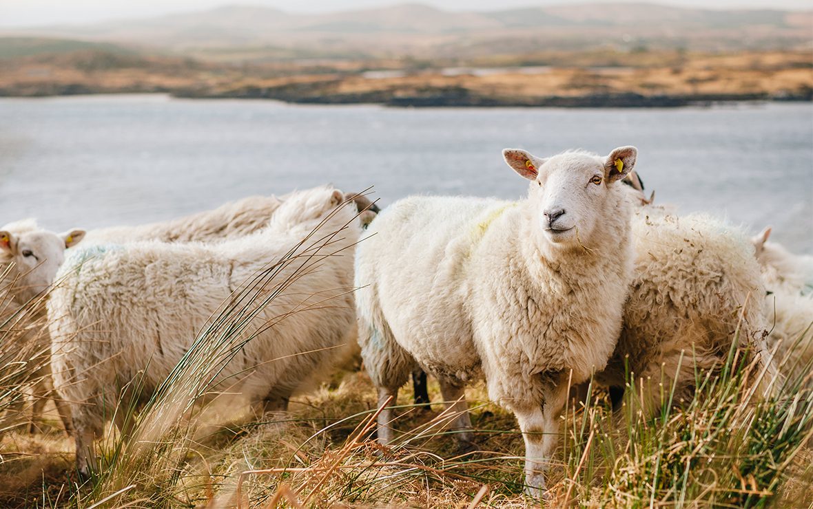 Jedno stado i jedan pastir – Novoapostolska Crkva