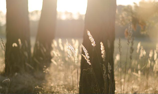 Pregled službi Božjih u lipnju 2022. – Novoapostolska Crkva