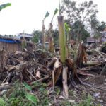 EARTHQUAKES and TYPHOONS during CHRISTMAS and NEW-YEAR