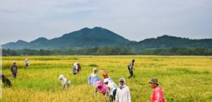 GOOD NEWS | The NAC SEA Relief Fund